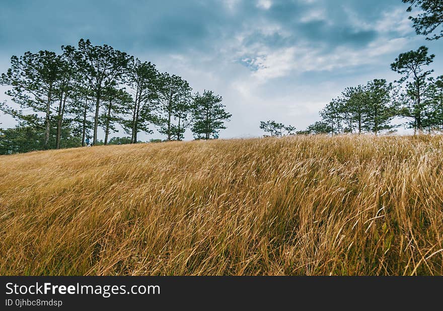 Wide Brown Grass Field Surrounded by Trees