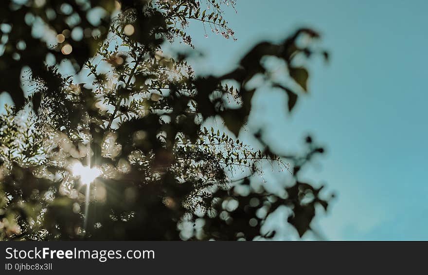 Silhouette of a Tree Leaves