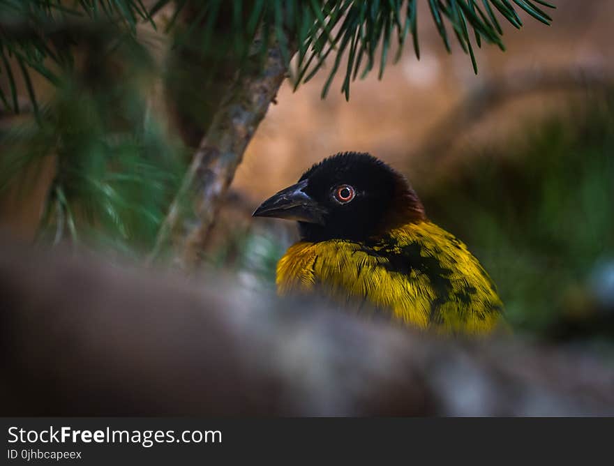 Yellow and Black Weaver