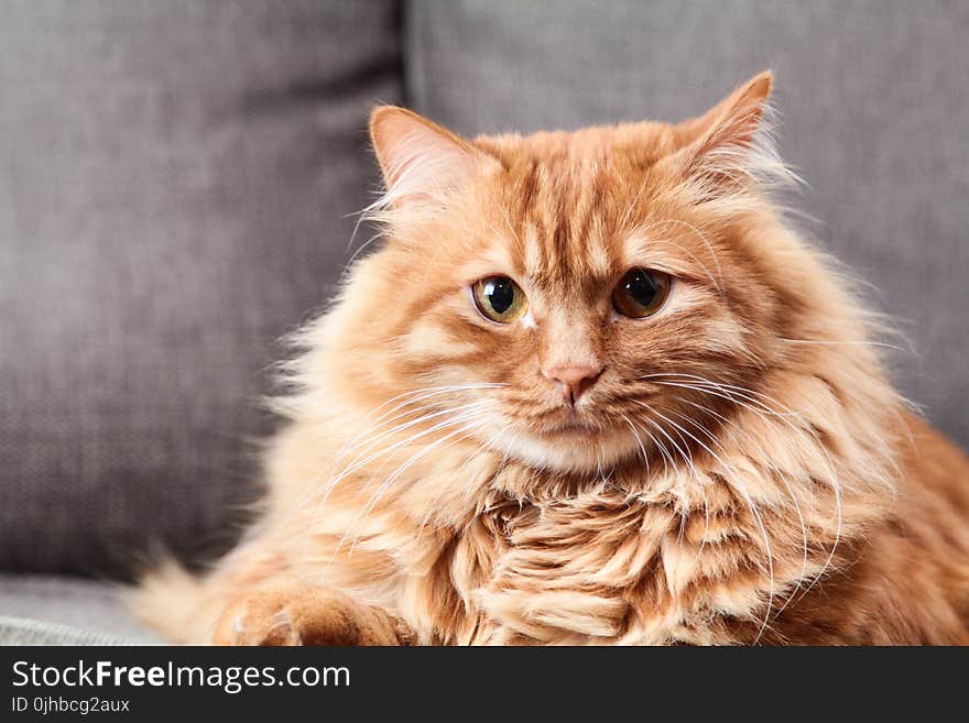 Brown Long Coated Fur Cat