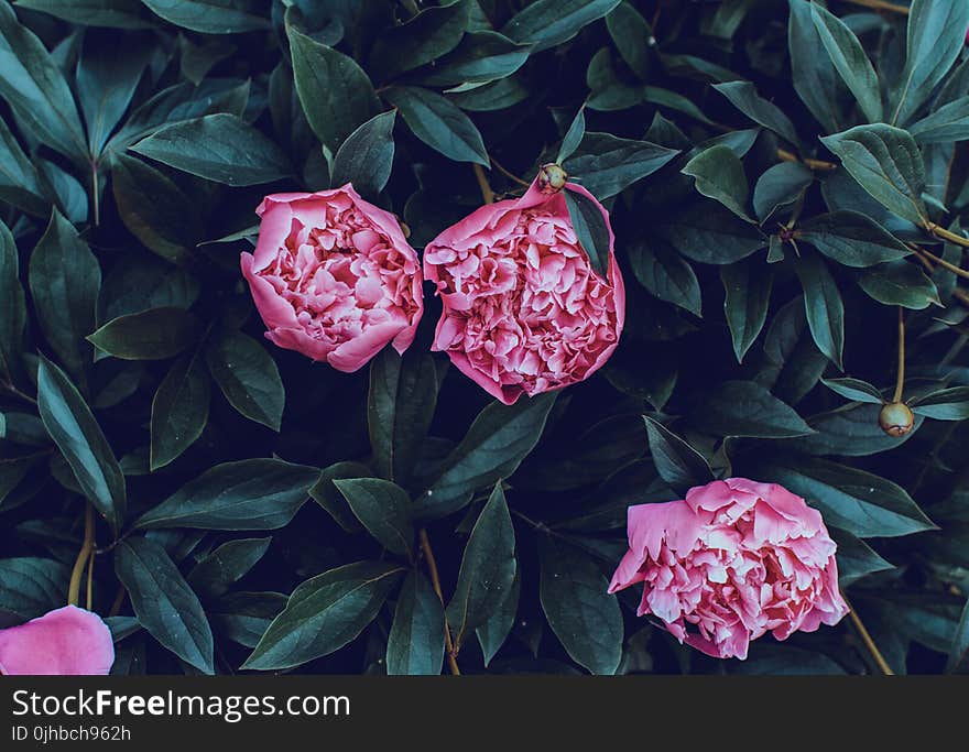 Close-Up Photography of Pink Petaled Rose