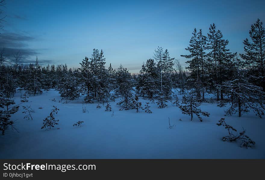 Green Pine Trees With Snow Photography