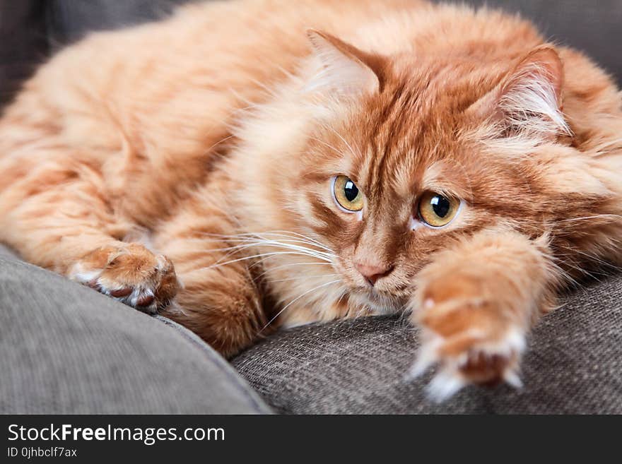 Orange Cat Lying On Grey Couch