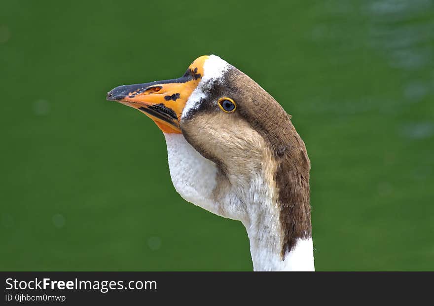 Brown and White Animal Close Up Photo