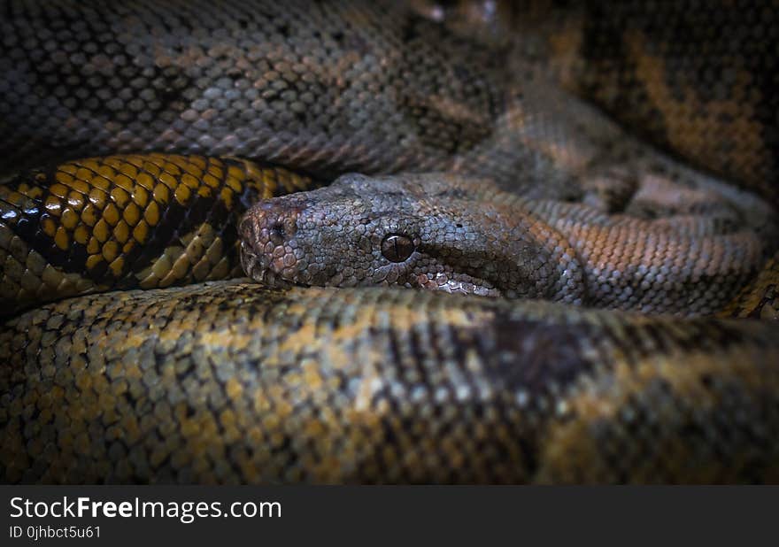 Closeup Photo of Anaconda