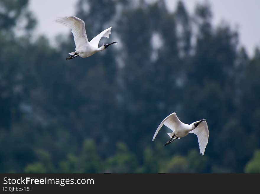 Two White Ibis Flying