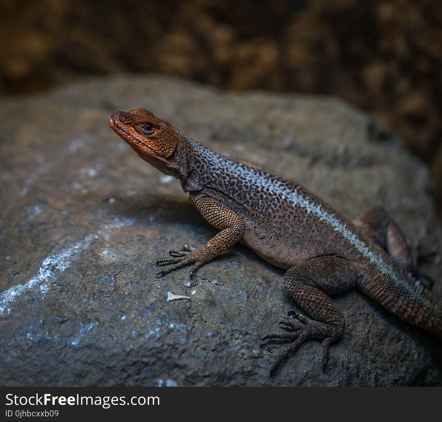 Reptile on Rock