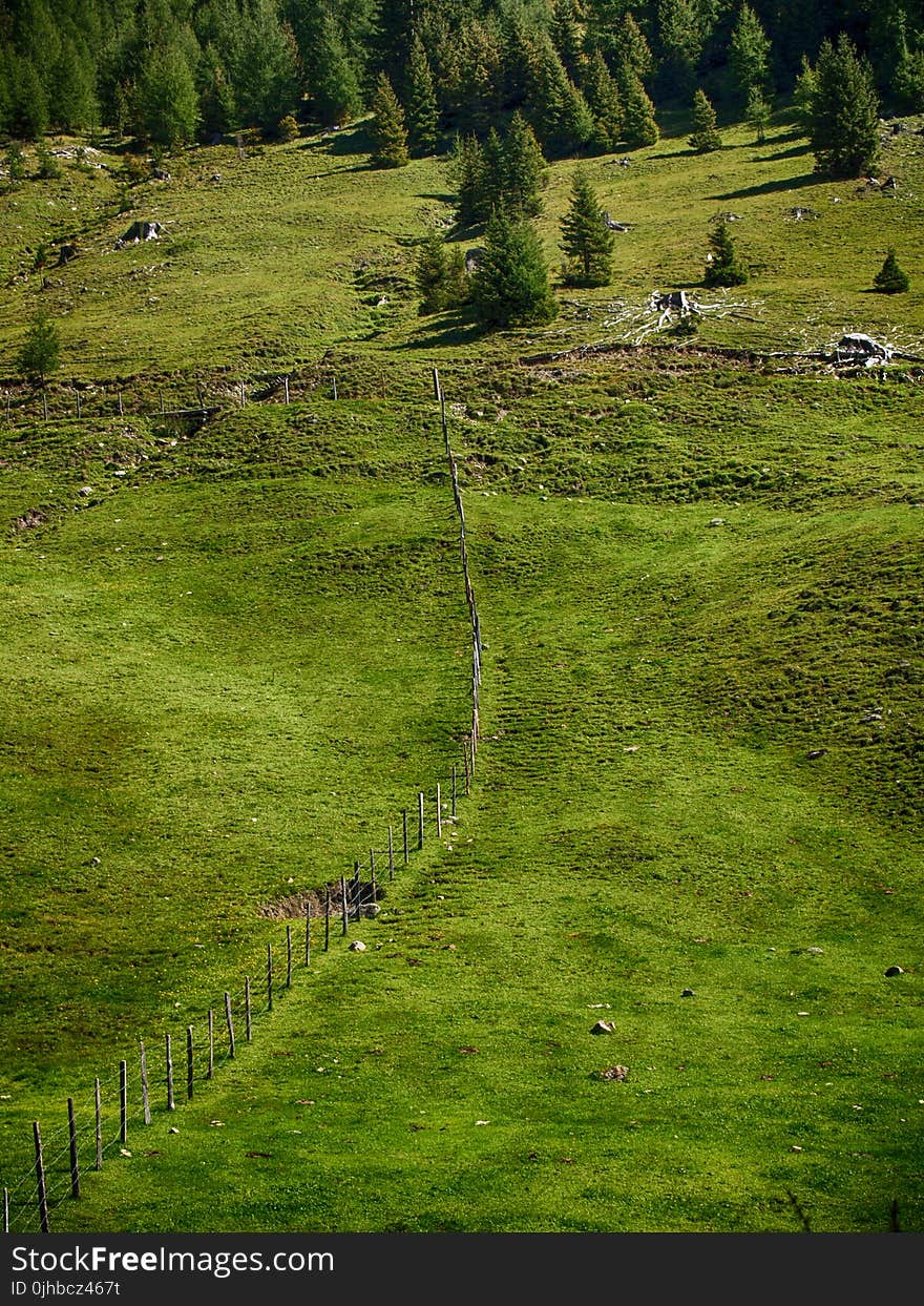 Green Grass With Pine Trees