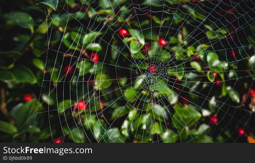 Close-up Photo of Spider Web