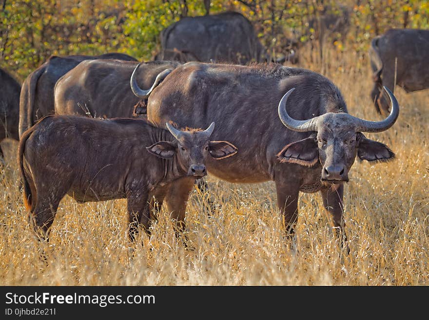 Herd of Black Water Buffalo