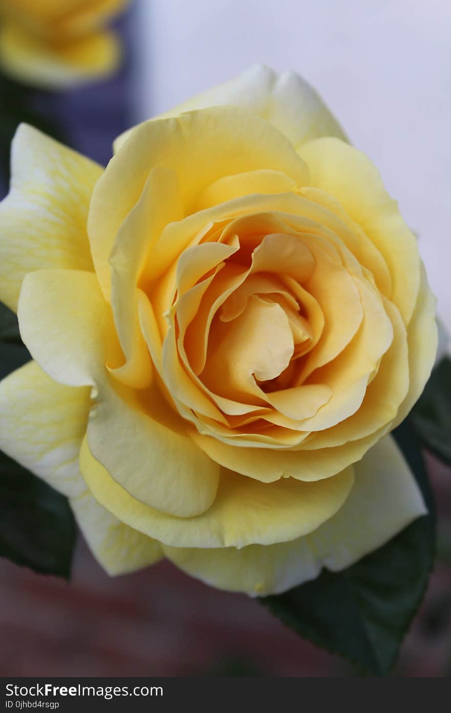 Yellow Rose Flower in Close-up Photography