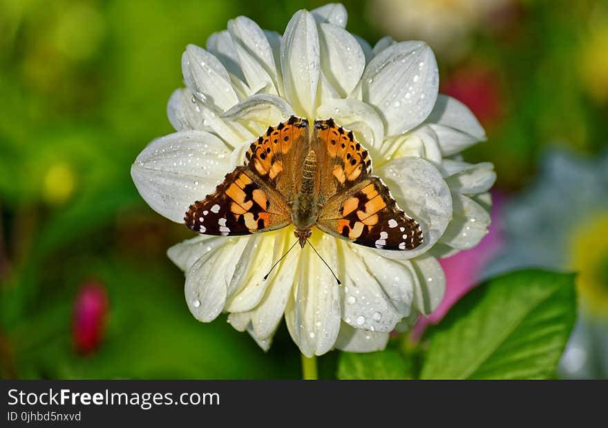 Brown Butterfly on White Petaled Flower