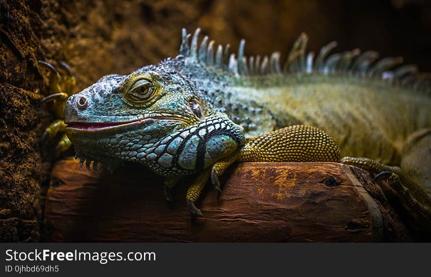 Blue and Brown Iguana