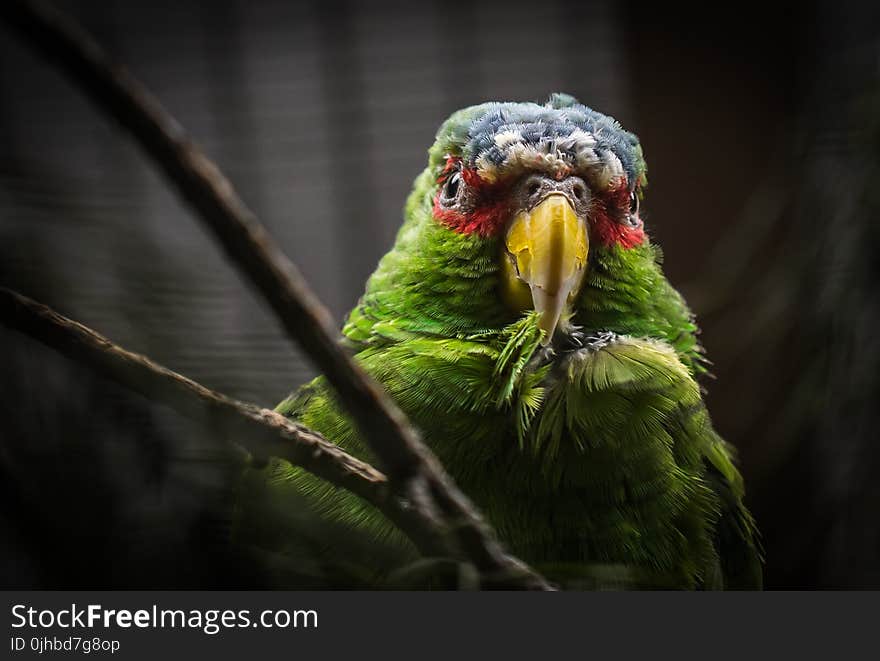 Green and Gray Bird Screenshot