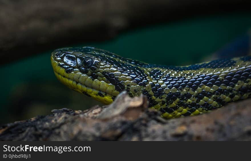 Green and Black Python