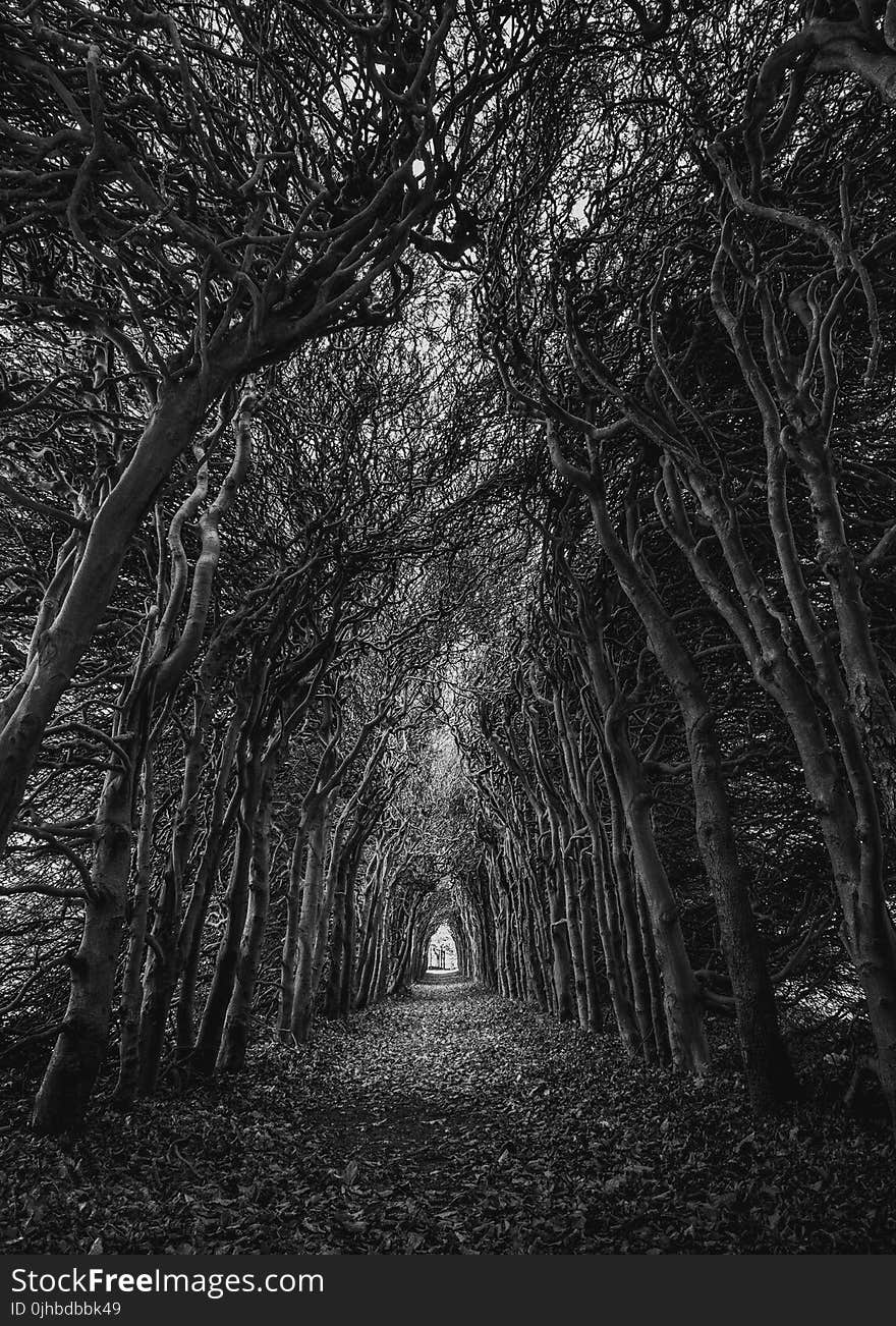 Trees In Grayscale Photography