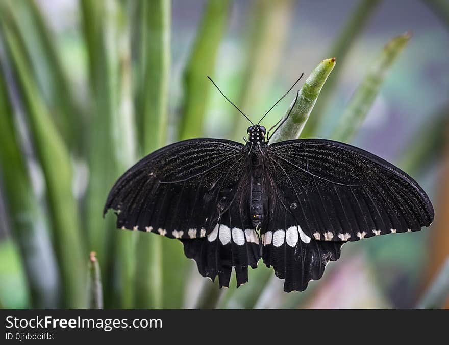 Black and White Butterfly Shallow Focus Photography