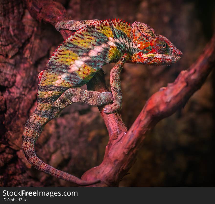 Veiled Chameleon