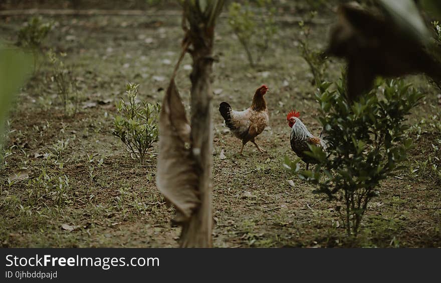 Two Brown Hen and White Rooster Standing Near Green Plants