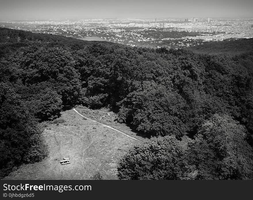 Grayscale Photo of Mountain With Trees