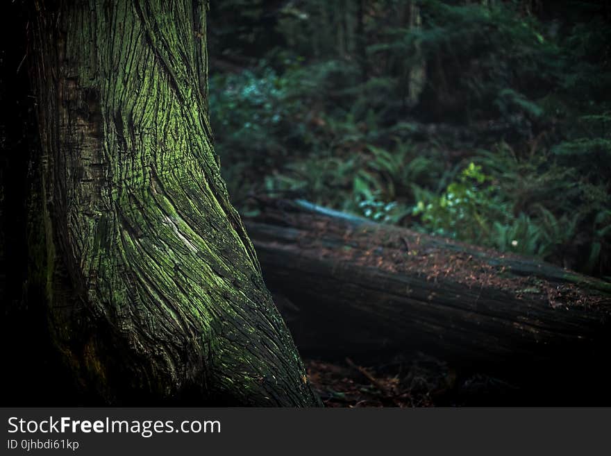 Green and Black Tree Trunk