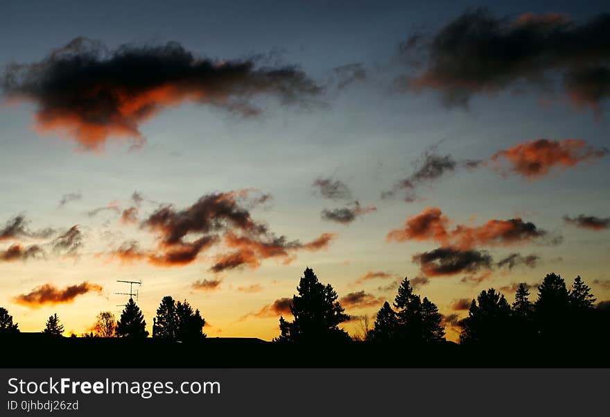 Silhouettes of Trees During Dawn