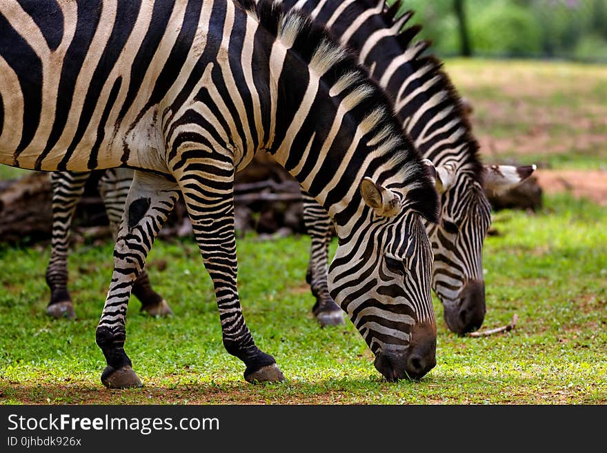 Photography of Two Zebra Eating Grass