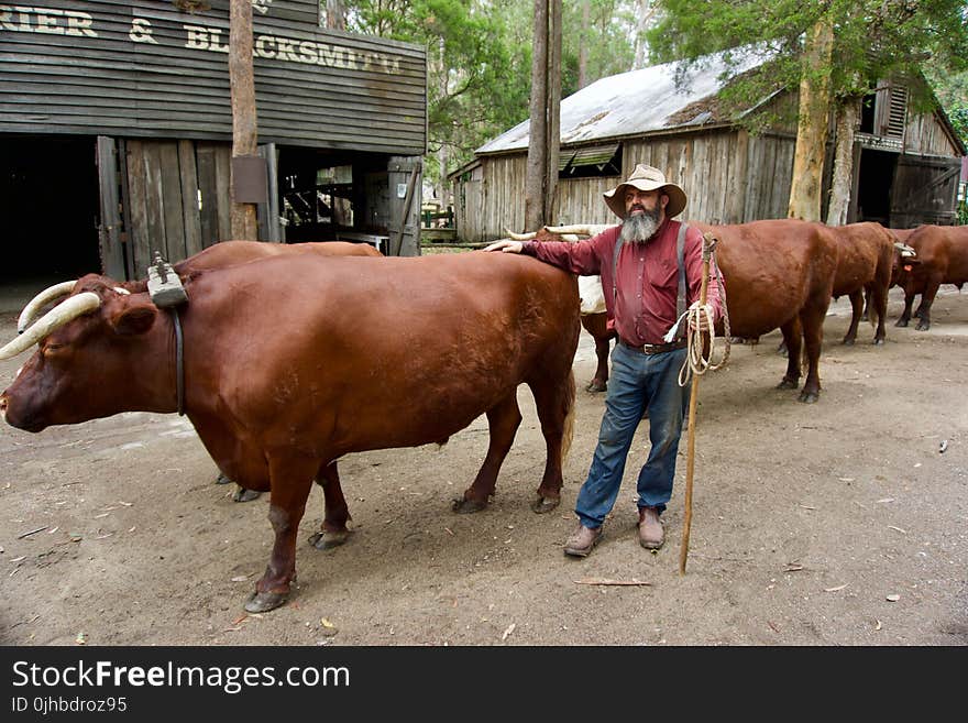 Man Wearing Red Dress Shirt Beside Water Buffalo