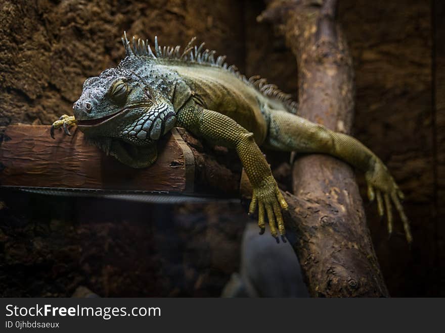 Green and Gray Bearded Dragon