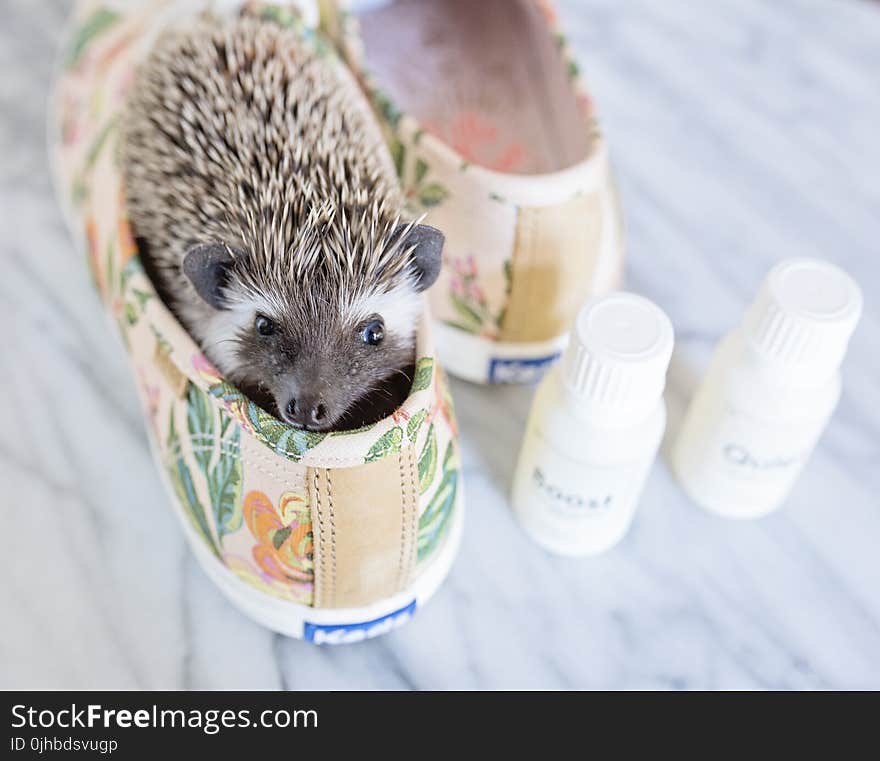 Brown Hedgehog in Brown-and-green Keds Low-top Sneakers With Bottles