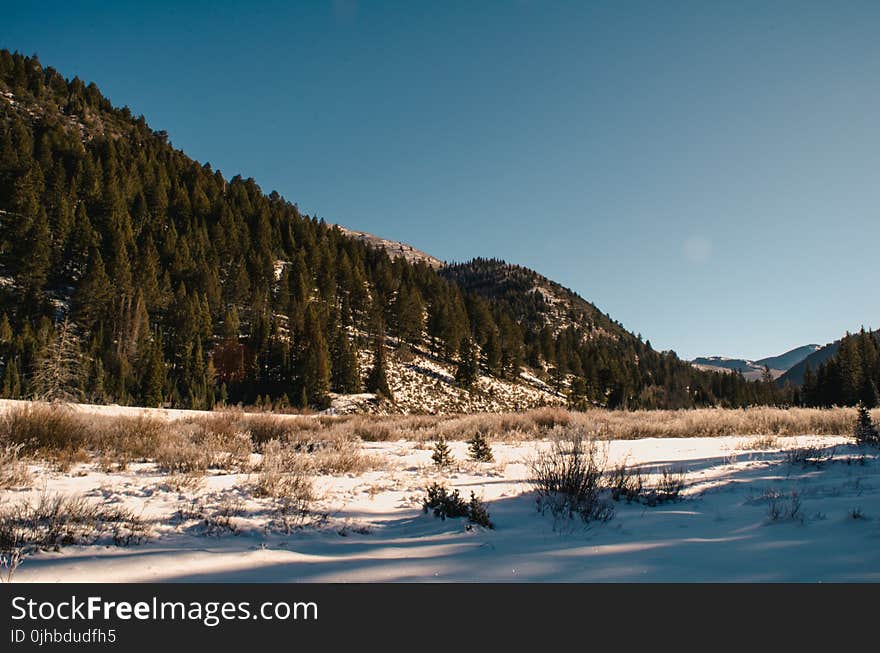 Photography of Trees on Mountain