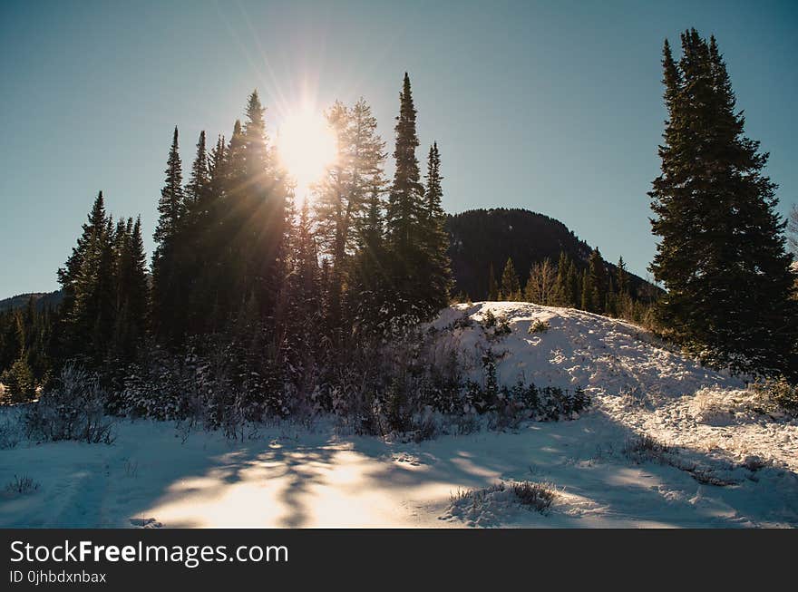 Hill Top With Snow and Trees