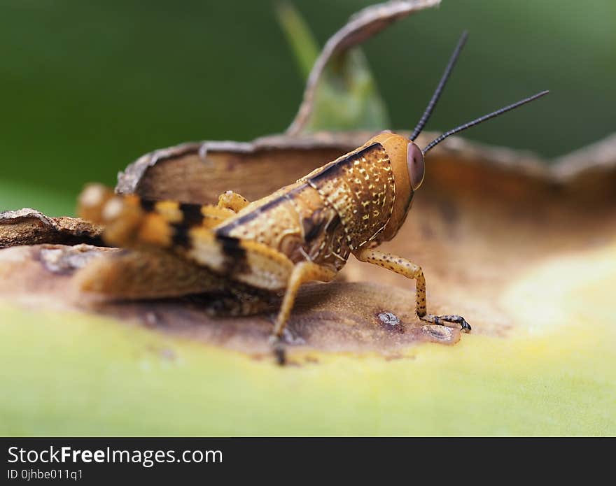 Macro Photography of Grasshopper