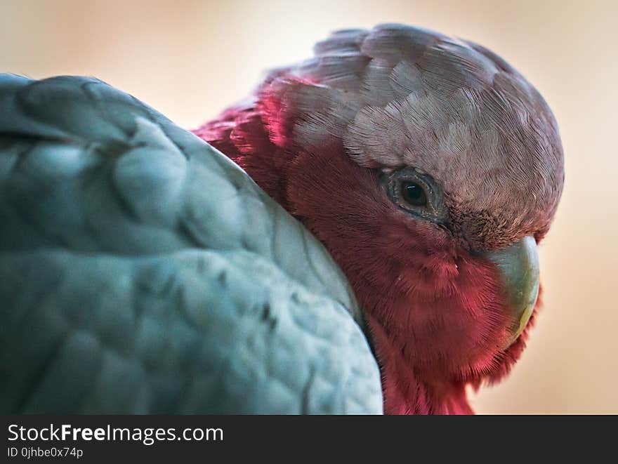 Galah Parrot