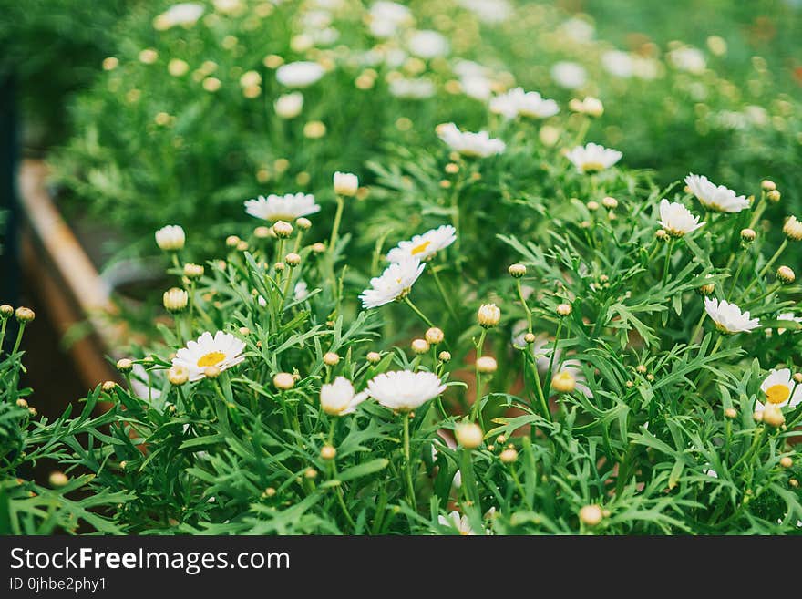 Close-Up Photography of White Flowers