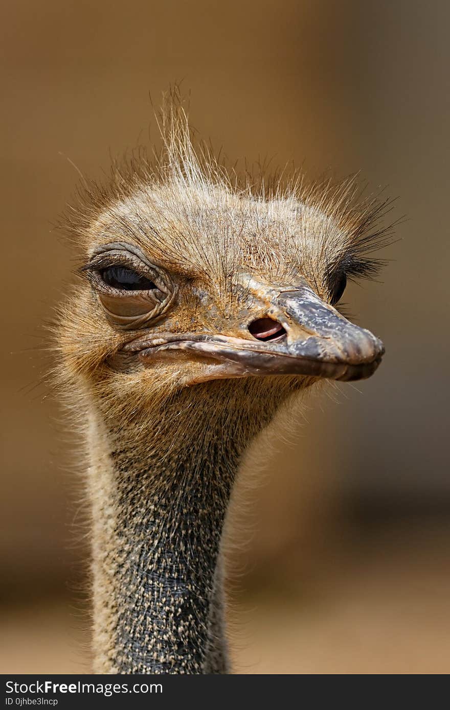 Brown Ostrich