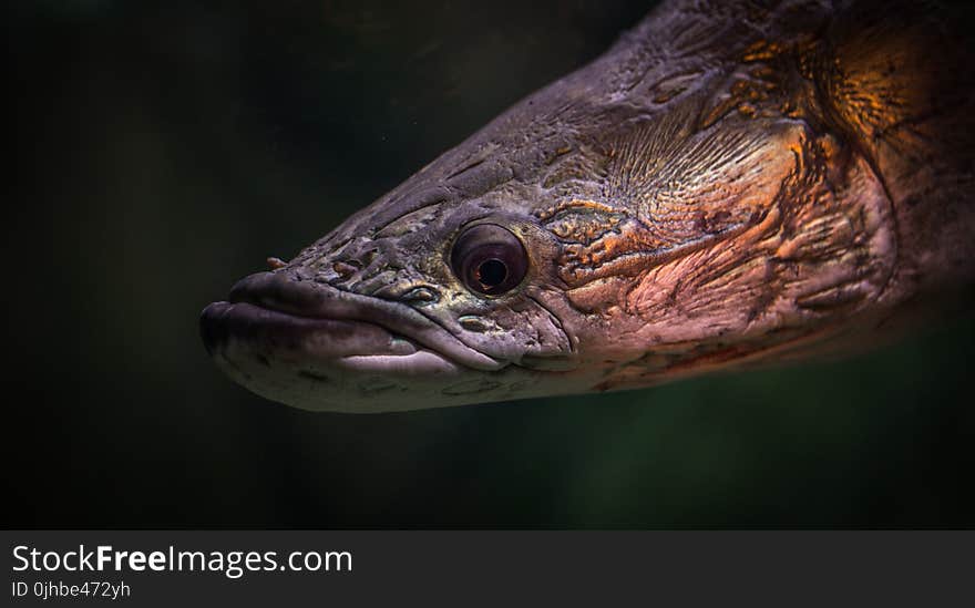 Black and Brown Fish