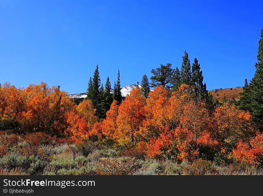 Field Surround With Orange Leaf Trees