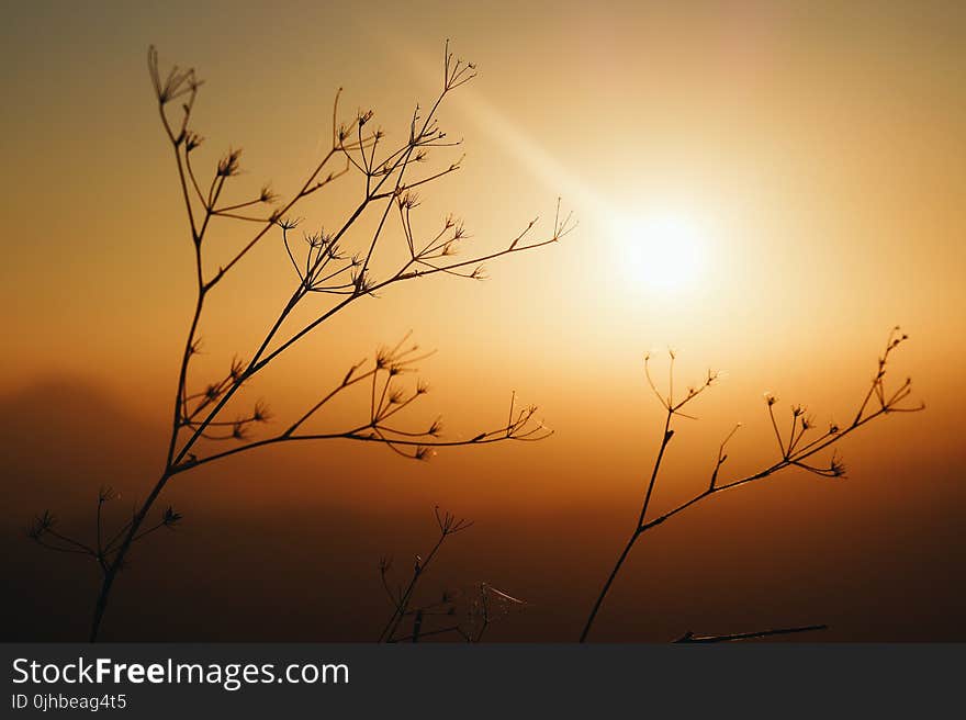 Silhouette Photo Of Plants