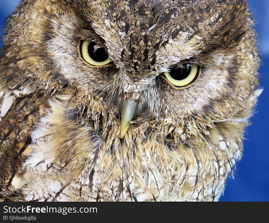 Closeup Photo Of Owl