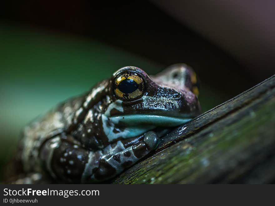 Selective Focus Photo of Brown and Green Frog