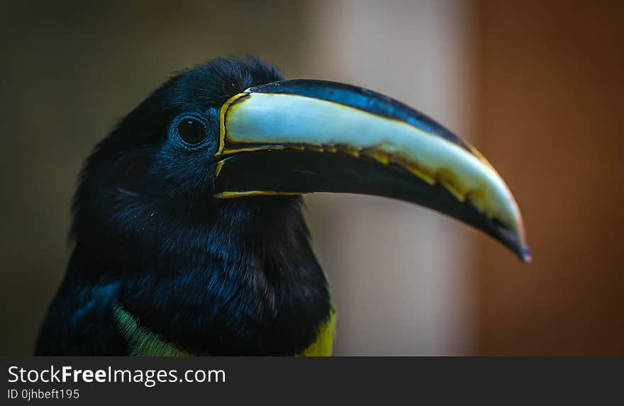 Black and Grey Toucan