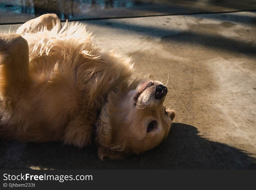 Adult Golden Retriever Lying on Concrete Road