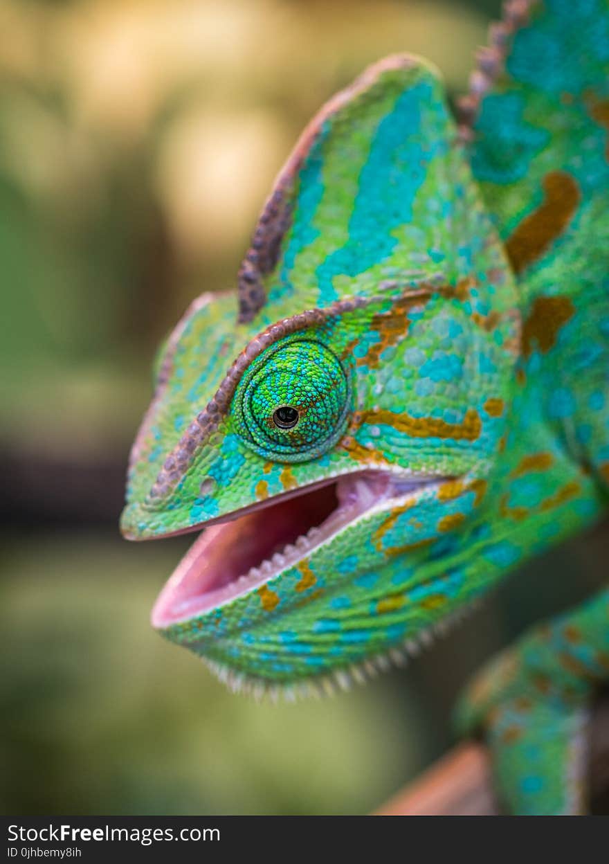 Green Chameleon