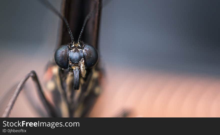 Macro Photography of Insect