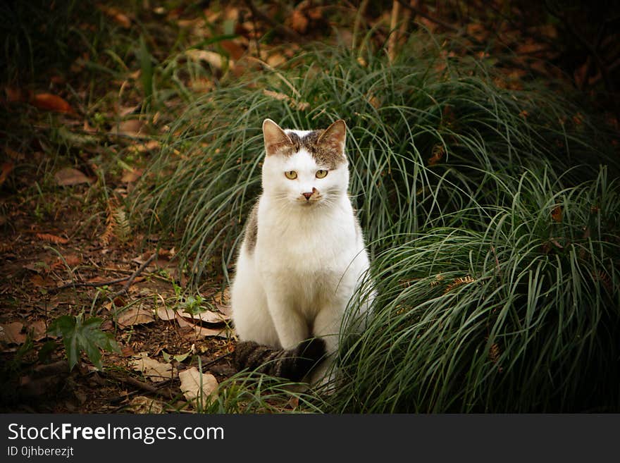 Cat Sitting Beside Green Grass