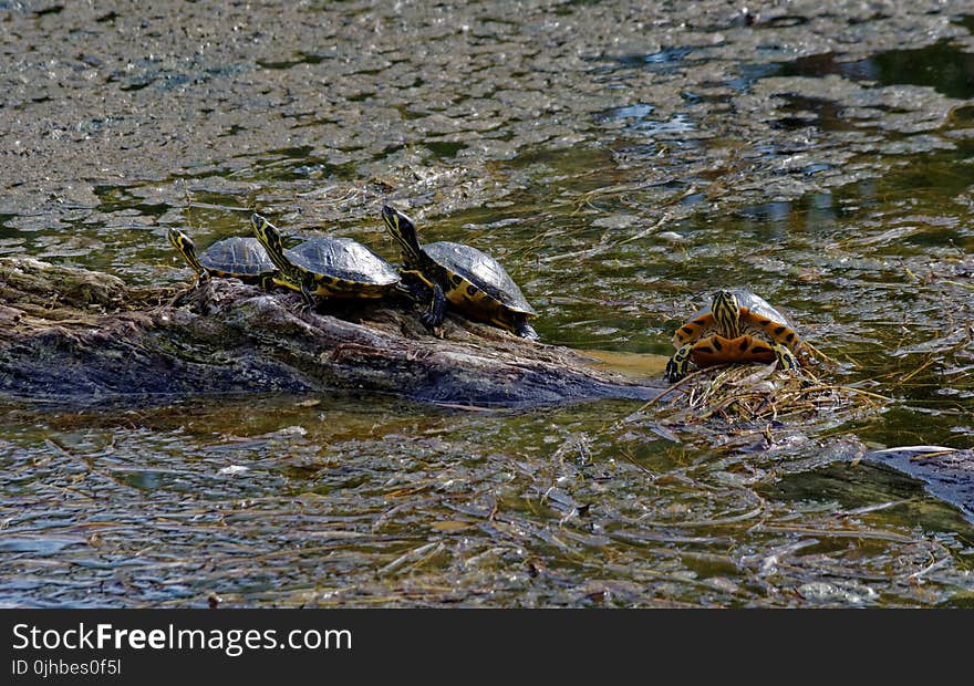 Turtles on Brown Rock Near Body of Water