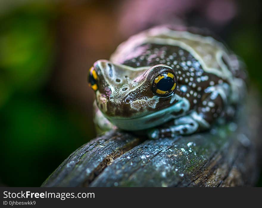 Brown and Gray Poison Arrow Frog