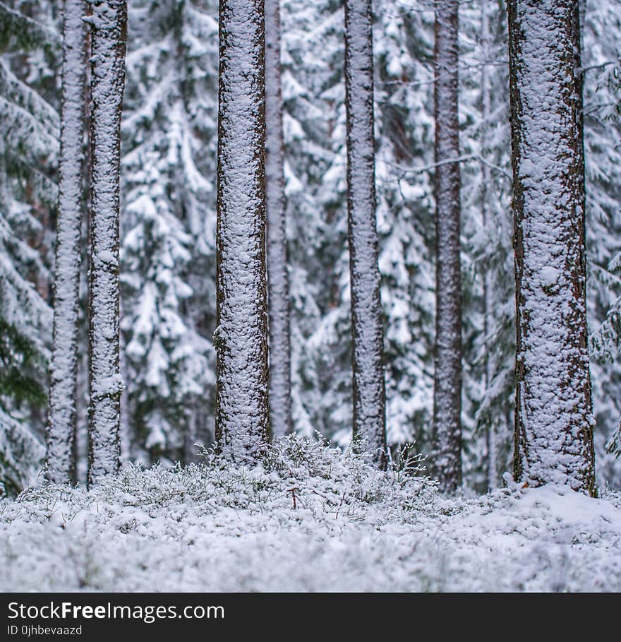 Shallow Focus Photography of Trees Filled of Snow