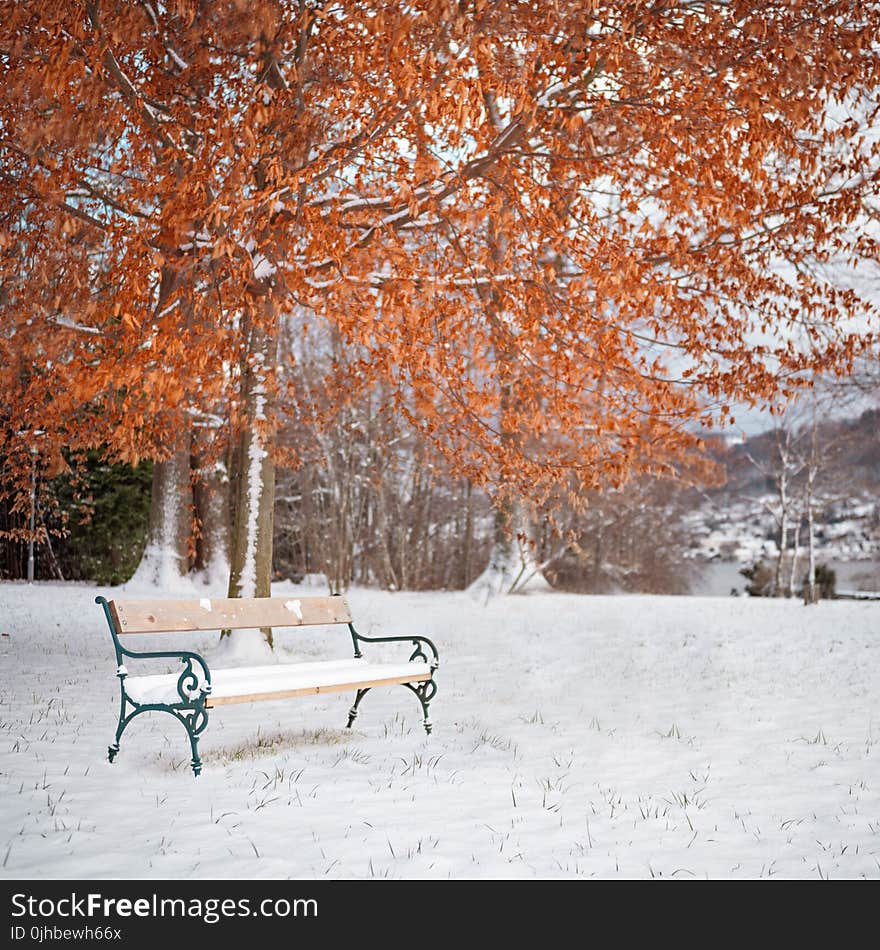 Brown Tree With Snow